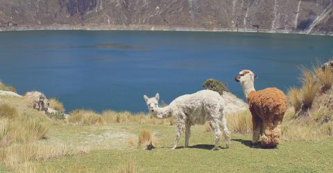 Alpacas Vulkankrater See
