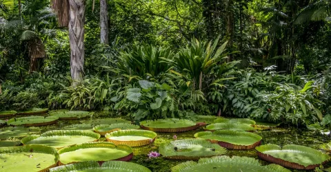 Entdecke das Amazonasgebiet Brasiliens im Sch&uuml;leraustausch mit AFS.