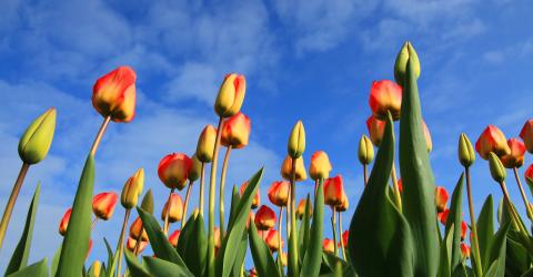 Feld mit bunten Tulpen in den Niederlanden