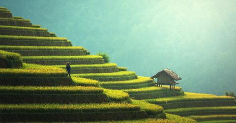 Schüleraustausch in Asien: Reisfelder in Thailand