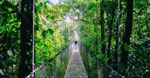 Schüleraustausch Costa Rica: Brücke im Dschungel