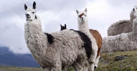 Informationen zum Schüleraustausch in Ecuador