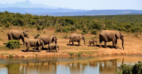 Schüleraustausch Südafrika: Elefanten im Nationalpark