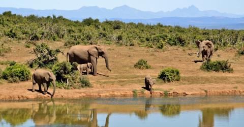 Schüleraustausch in Afrika: Elefanten