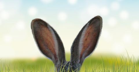 Osterhase im Gras
