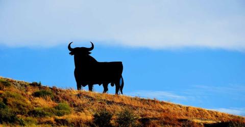 Schüleraustausch Spanien: Stier