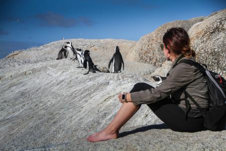 Pinguinbeobachtung in Südafrika