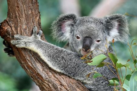 Koala in Australien