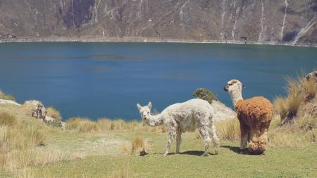 Alpacas Vulkankrater See