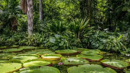 Entdecke das Amazonasgebiet Brasiliens im Sch&uuml;leraustausch mit AFS.