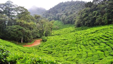 Plantage grüner Tee in Kolumbien