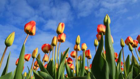 Feld mit bunten Tulpen in den Niederlanden