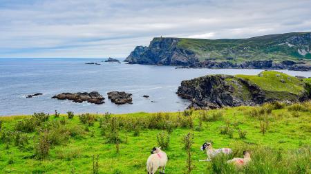 Irische Landschaft mit Schafen