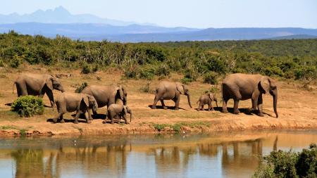 Schüleraustausch Südafrika: Elefanten im Nationalpark