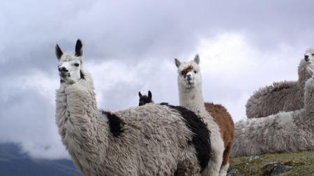 Lamas in Ecuador