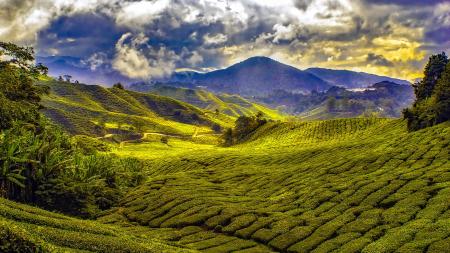 grüne Felder in Malaysia 