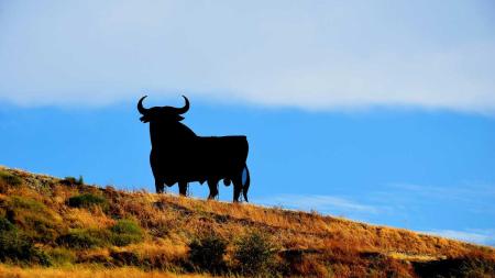 Schüleraustausch Spanien: Stier