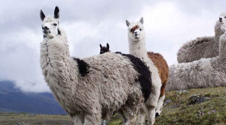 Informationen zum Schüleraustausch in Ecuador