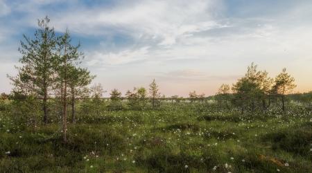 typische Landschaft in Estland