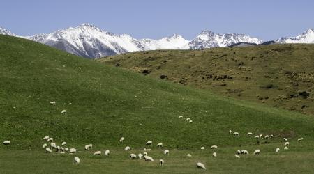 Schüleraustausch Neuseeland: schneebedeckte Berge und Schafe