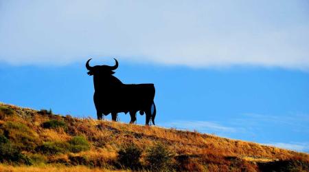 Sch&uuml;leraustausch Spanien: Stier