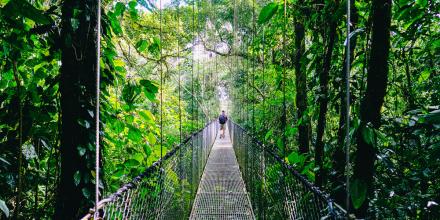 Schüleraustausch Costa Rica: Brücke im Dschungel