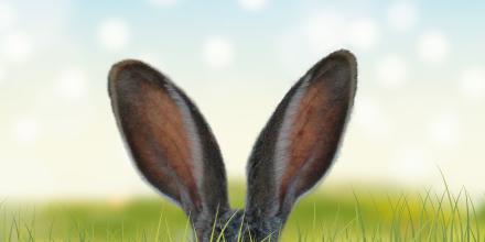 Osterhase im Gras